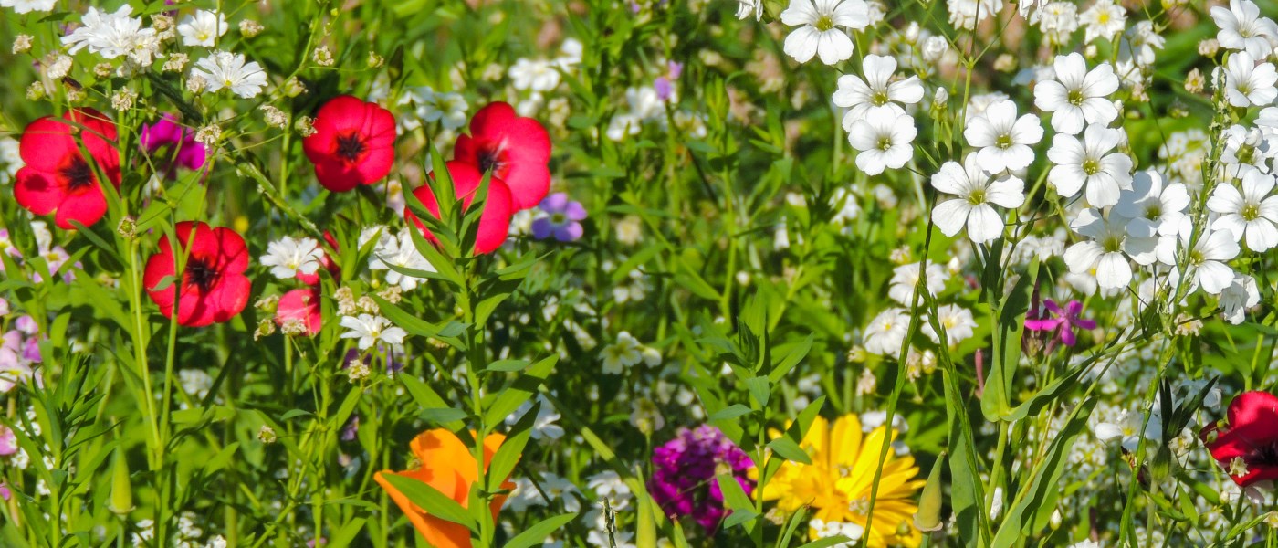 Ausbildung Gartentherapie Hamburg