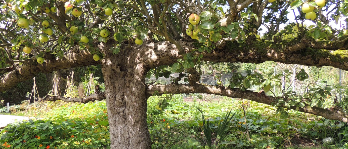 Ausbildung Gartentherapie Wangeliner Garten